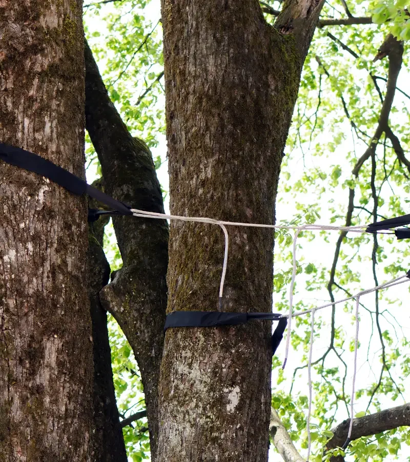 Tree_Cabling_and_Bracing Two tree trunks are connected with a metal rod and black straps, surrounded by green leaves.