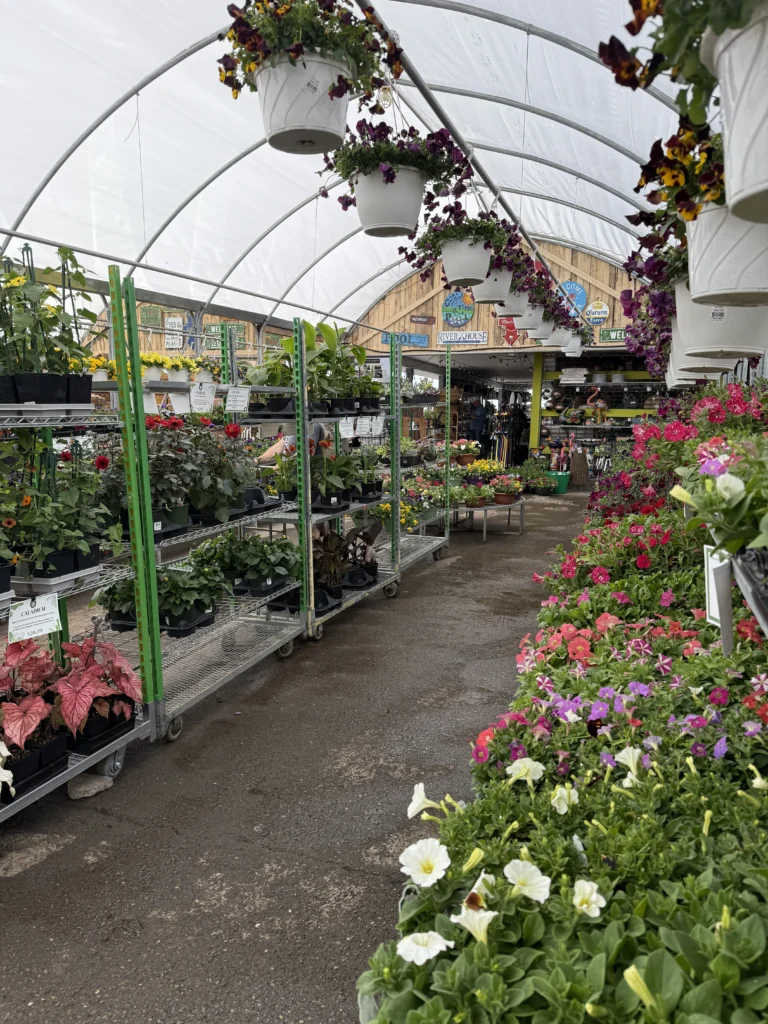 Rows of colorful potted flowers and plants fill this Annual Greenhouse’s covered outdoor garden center, with hanging baskets above and a concrete walkway down the middle.
