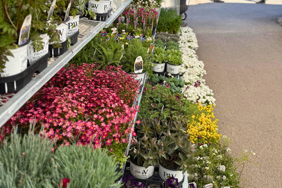 Potted flowering plants arranged on metal shelves and along the ground at an outdoor garden center.