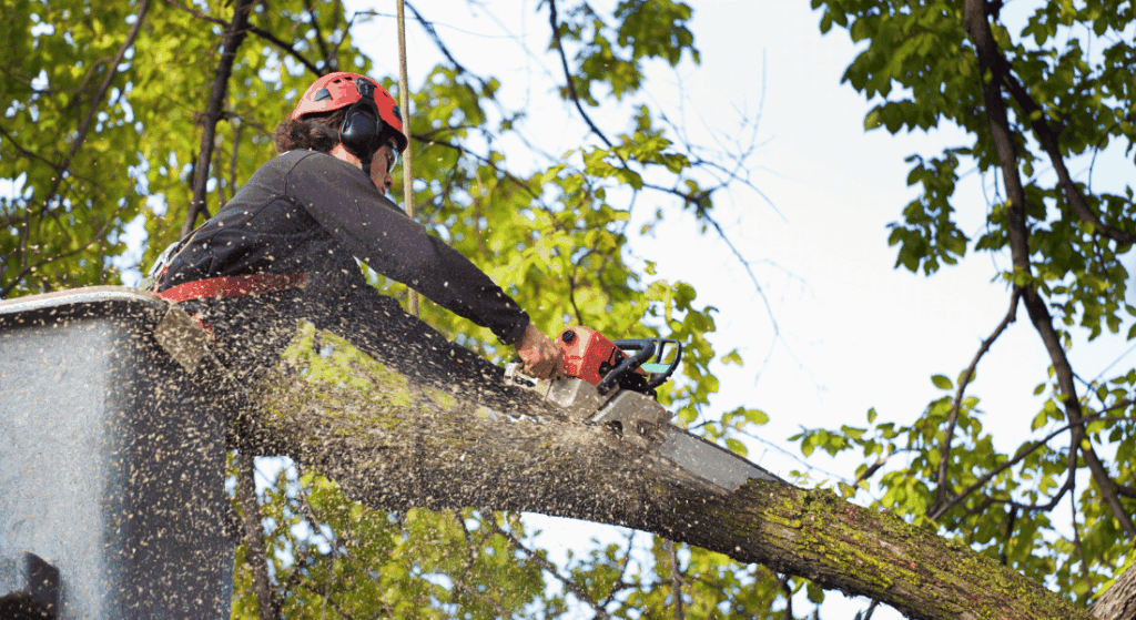A person wearing safety gear uses a chainsaw to cut a large tree branch while elevated in a bucket lift.