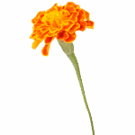 Untitled design (32)