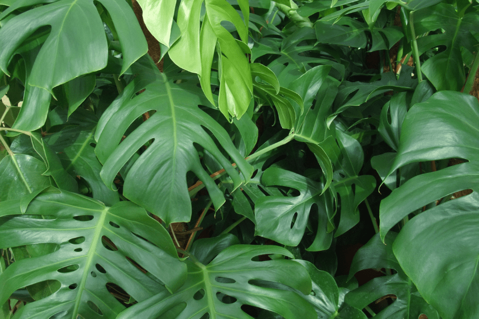 foliage