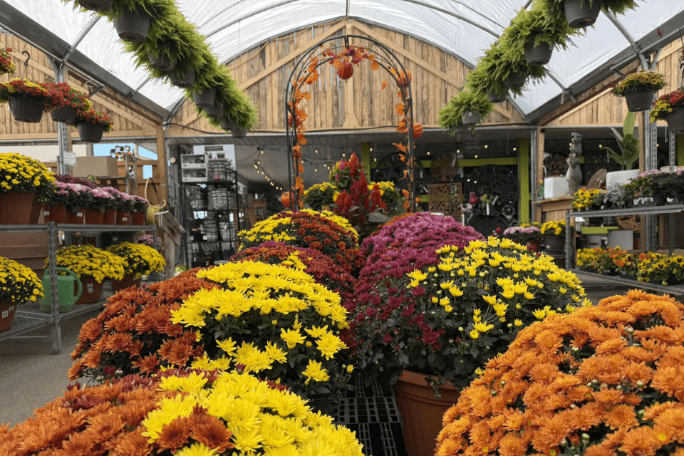 A variety of colorful potted chrysanthemums are arranged in rows inside a greenhouse, with hanging plants and gardening supplies visible in the background.