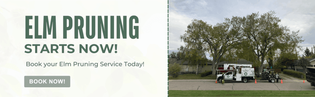 Promotional banner for elm pruning service, featuring bold text and a photo of workers with equipment pruning large elm trees along a residential street—trusted by your local Garden Centre.