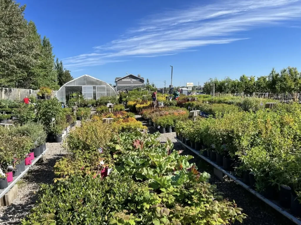 Rows of potted plants and shrubs at an outdoor nursery, with a greenhouse and building in the background under a clear blue sky.