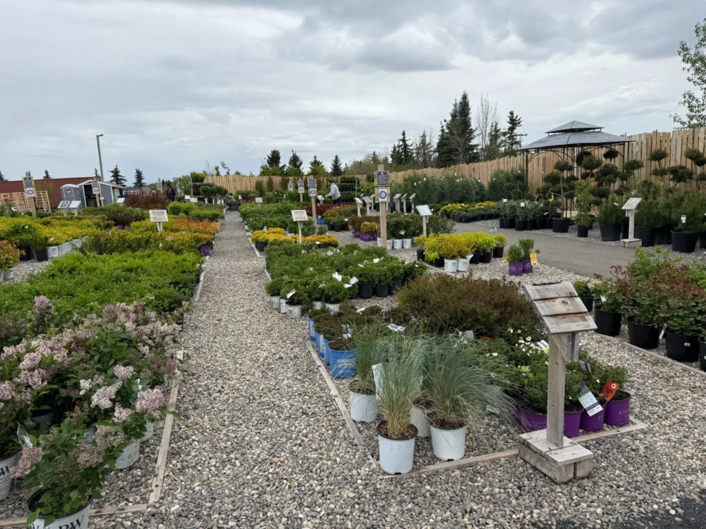 Shrub_Lot_Compressed Rows of potted plants and shrubs are arranged on gravel paths in an outdoor nursery, with cloudy skies overhead and a wooden fence in the background.