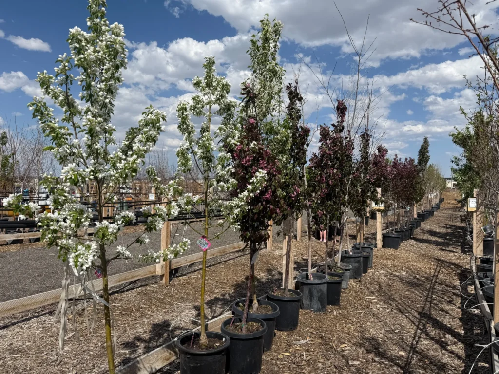 Tree_Lot_Compressed Rows of potted flowering trees with white and dark pink blossoms are displayed outdoors at a plant nursery under a partly cloudy sky.