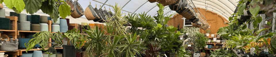 Untitled design (36) A greenhouse filled with potted plants, hanging baskets, and shelves displaying assorted planters and gardening supplies.