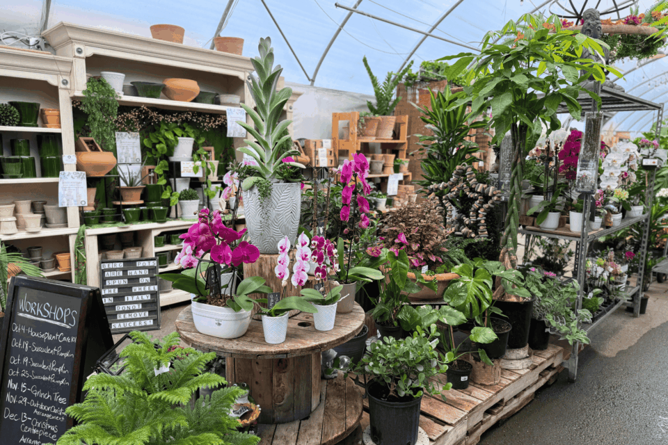 Untitled design (38) A variety of potted plants and flowers are displayed on wooden pallets and shelves inside a greenhouse-style garden center.
