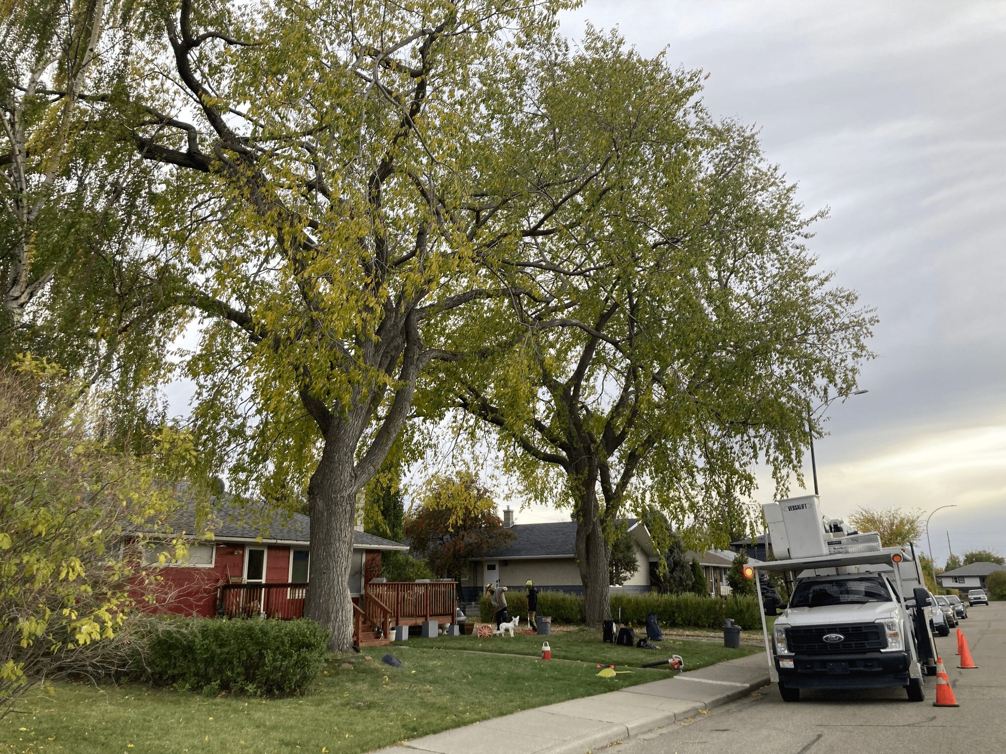 A work truck is parked on a residential street near two large trees, with workers and equipment set up on the grass and sidewalk.
