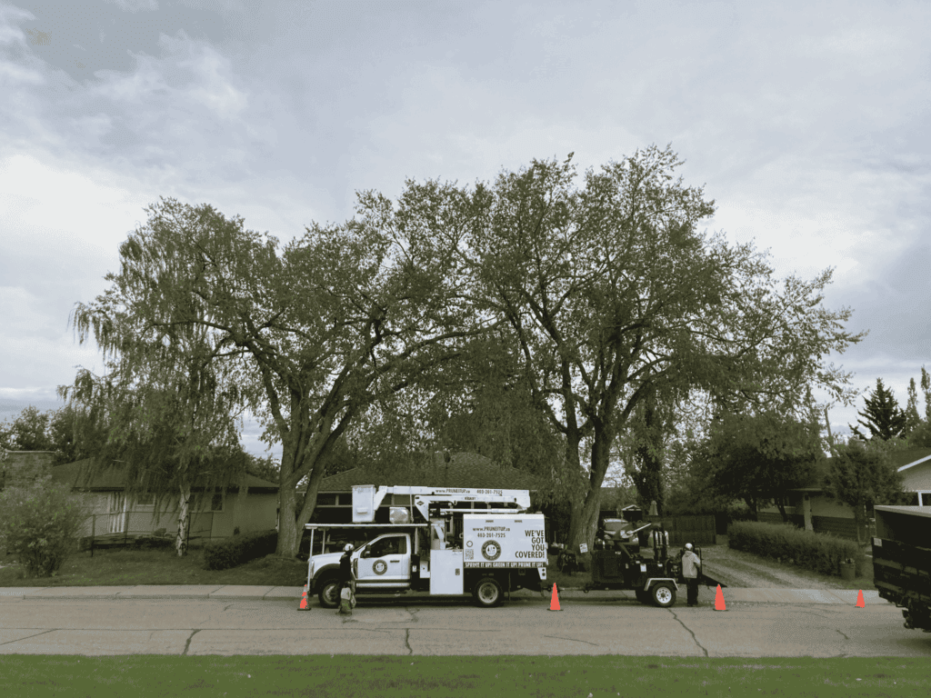 Two utility trucks are parked on a residential street near trees, with orange safety cones placed around them.