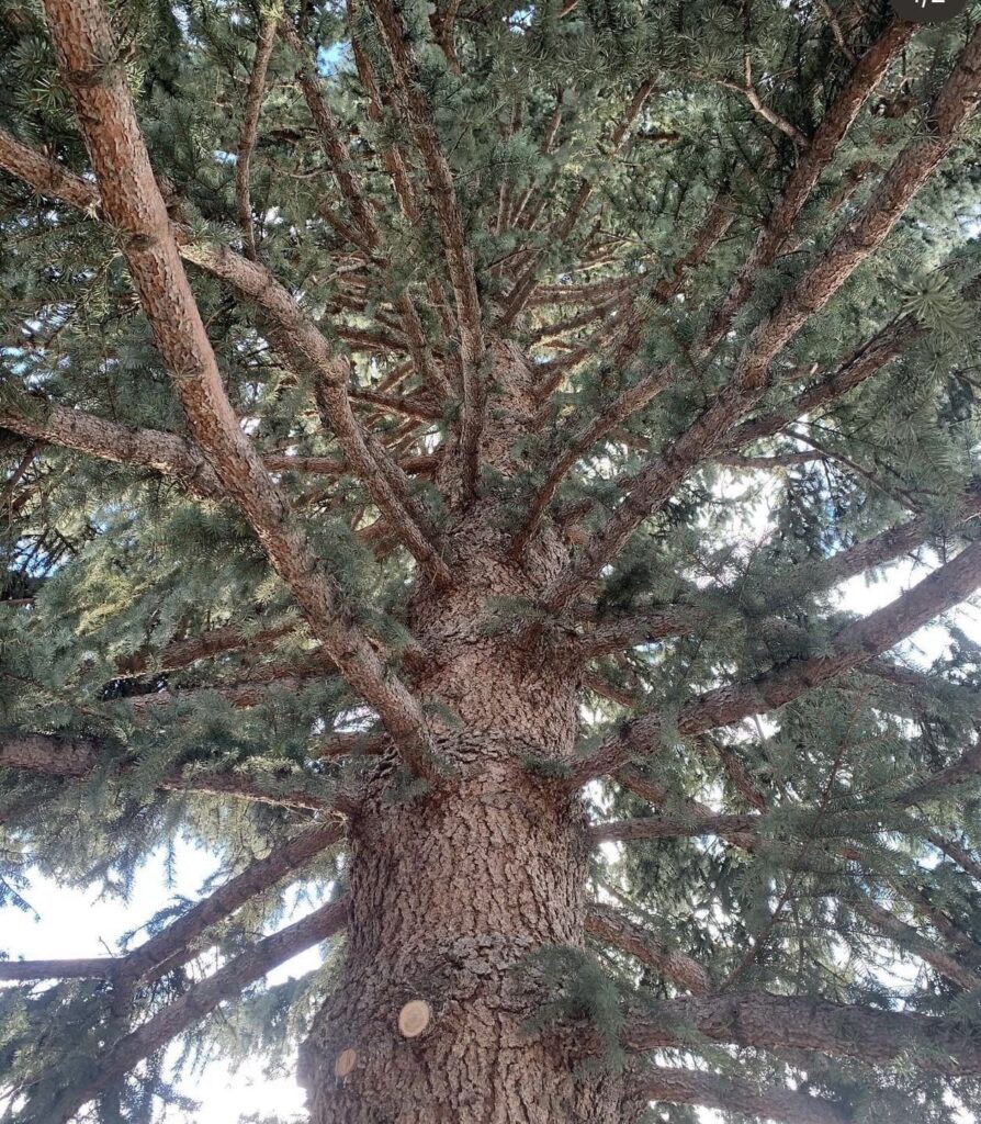 View looking up at the branches of a large evergreen tree, showing the rough textured trunk and radiating limbs covered with green needles.