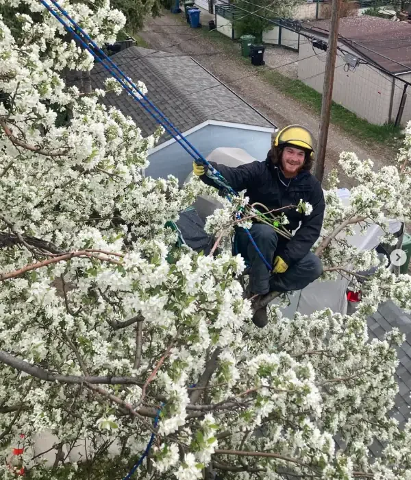 A person wearing safety gear is secured by ropes and sitting in a blossoming tree, appearing to perform tree maintenance work.