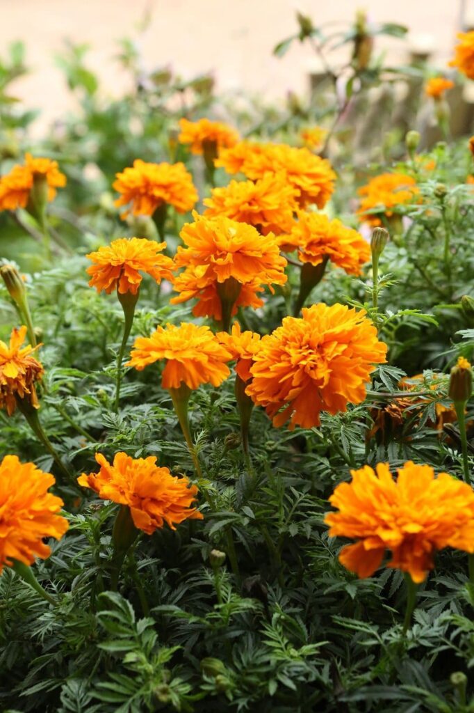 Orange Marigold Flowers