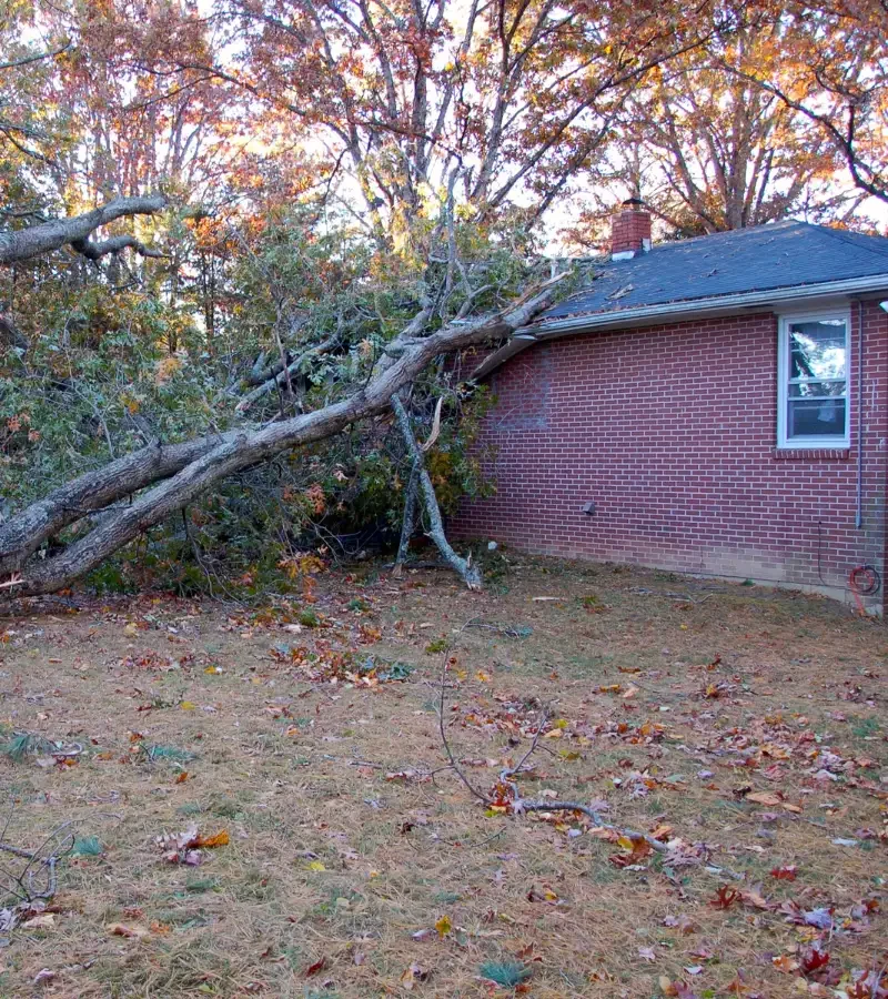 Emergency_Tree_Service