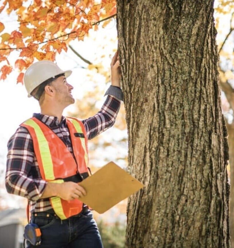 A person in safety gear and a hard hat inspects a large tree outdoors, holding a clipboard. Autumn leaves and sunlight are visible—showcasing Tree Consultation and Inspection in Calgary by Certified Arborists.