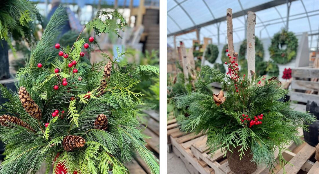 Two evergreen holiday arrangements in pots, featuring pine branches, pinecones, and red berries, displayed on wooden pallets inside a greenhouse.
