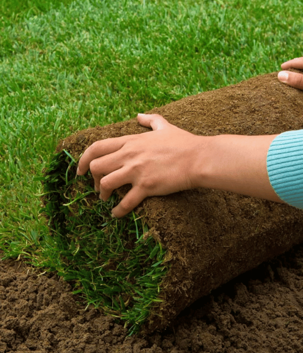 A person unrolling a strip of sod onto soil to install new grass in a yard.