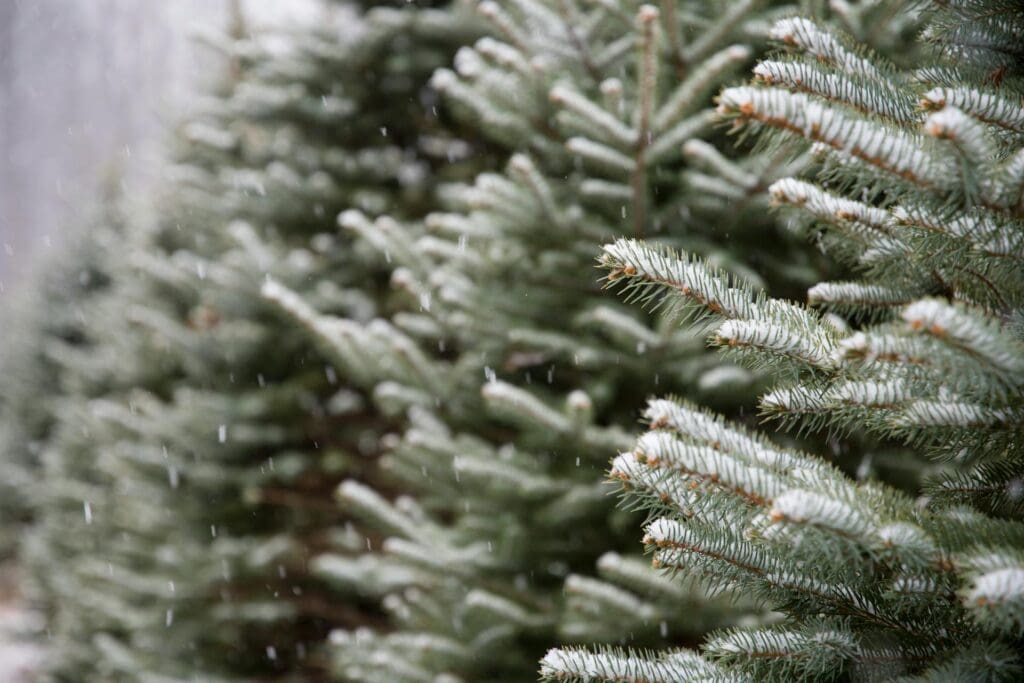 Close-up view of several evergreen pine trees with a light dusting of snow on the branches; snowflakes are falling.
