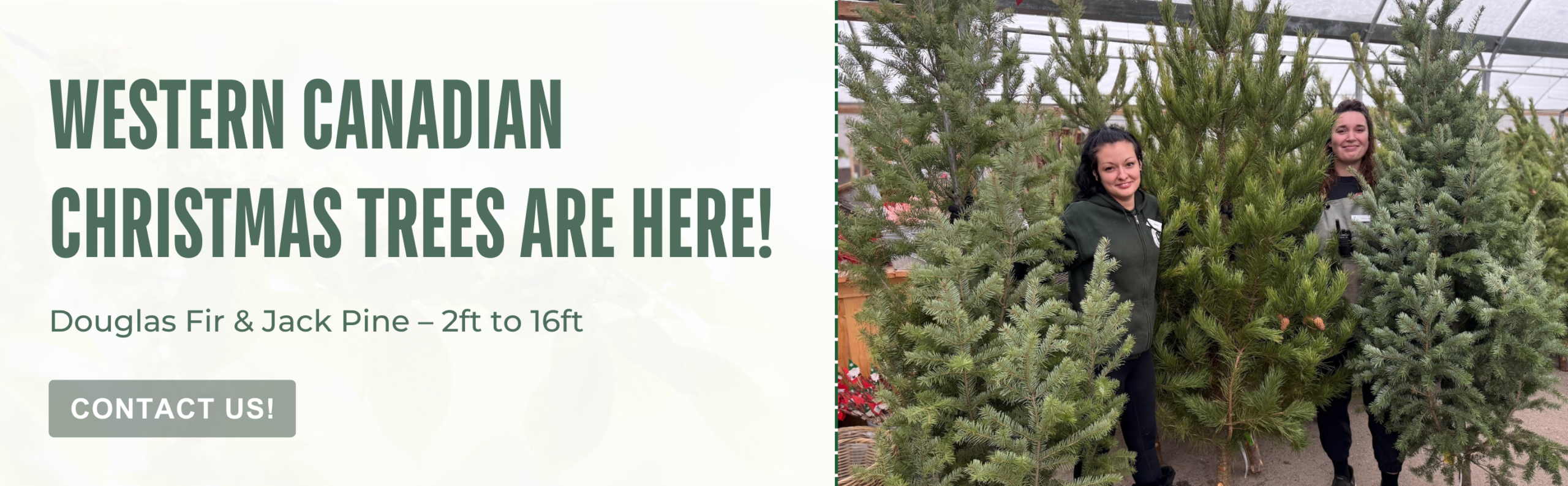 Two people stand among tall pine trees in a Garden Centre greenhouse. Text advertises the arrival of Western Canadian Christmas trees, including Douglas Fir and Jack Pine, ranging from 2 to 16 feet.
