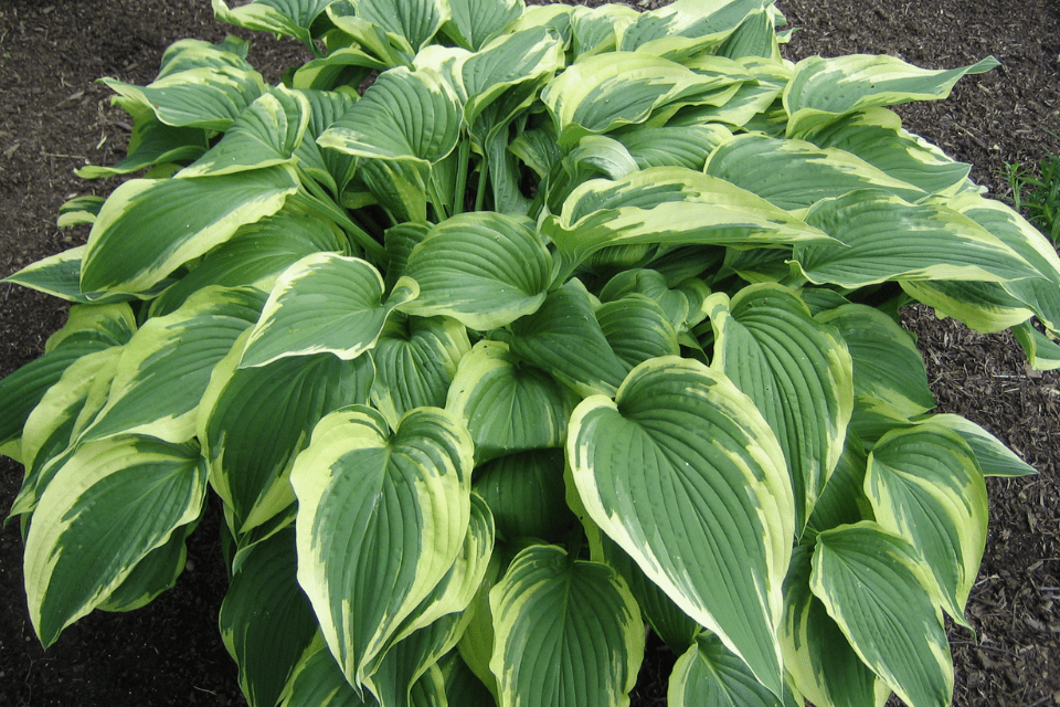 siu hostas A large hosta plant with broad, green leaves featuring creamy yellow edges, growing in a garden bed with dark soil.
