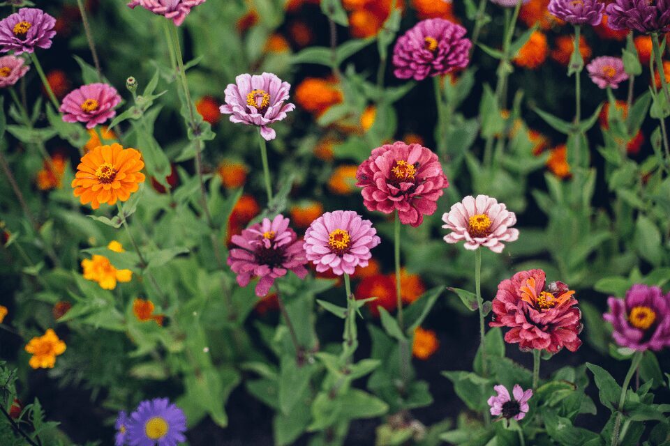 zinnias A cluster of blooming zinnia flowers in shades of pink, purple, and orange surrounded by green leaves and more flowers in the background.