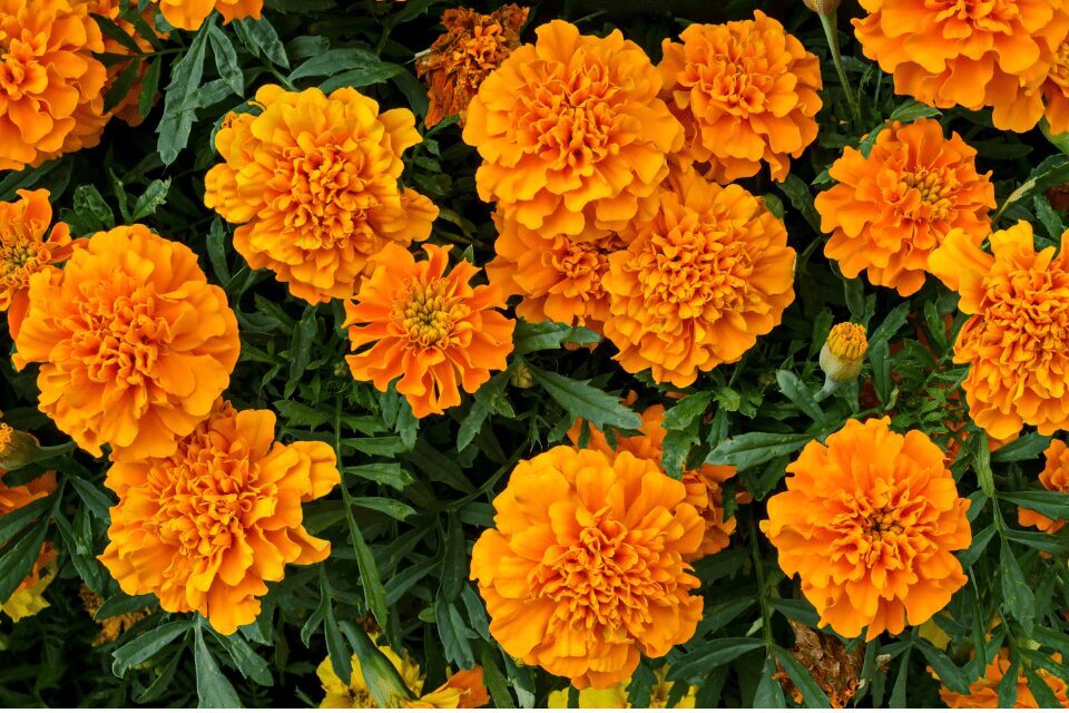 marigolds A cluster of vibrant orange marigold flowers with green leaves, viewed from above.