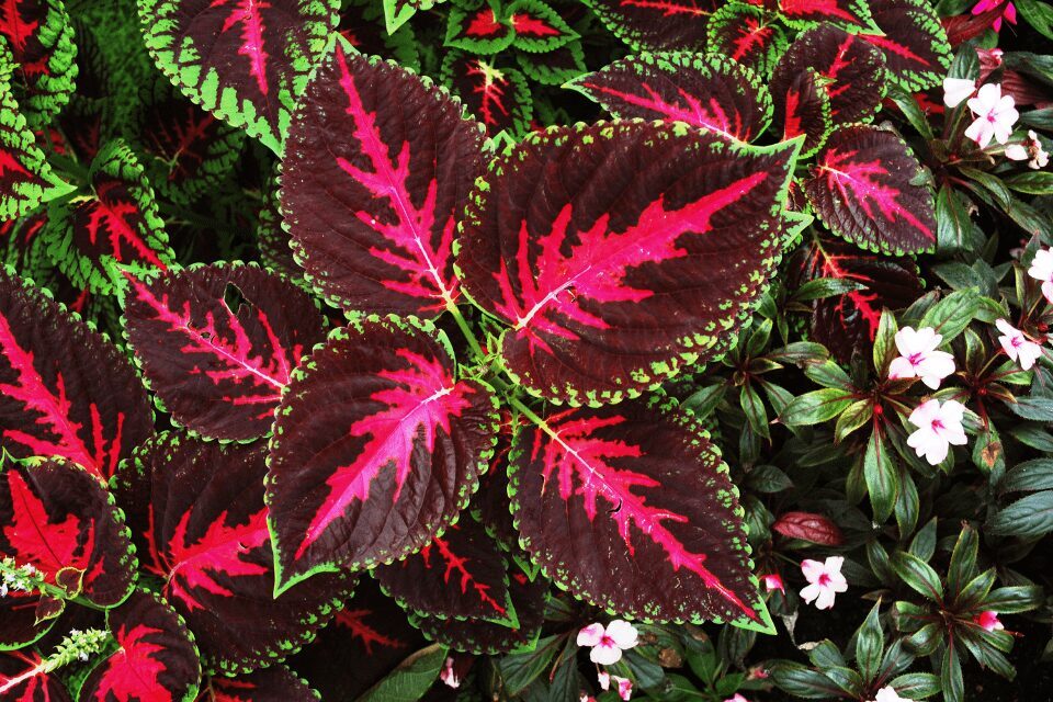 coleus Large, serrated leaves with bright red and green patterns are surrounded by small white and pink flowers and dark green foliage.