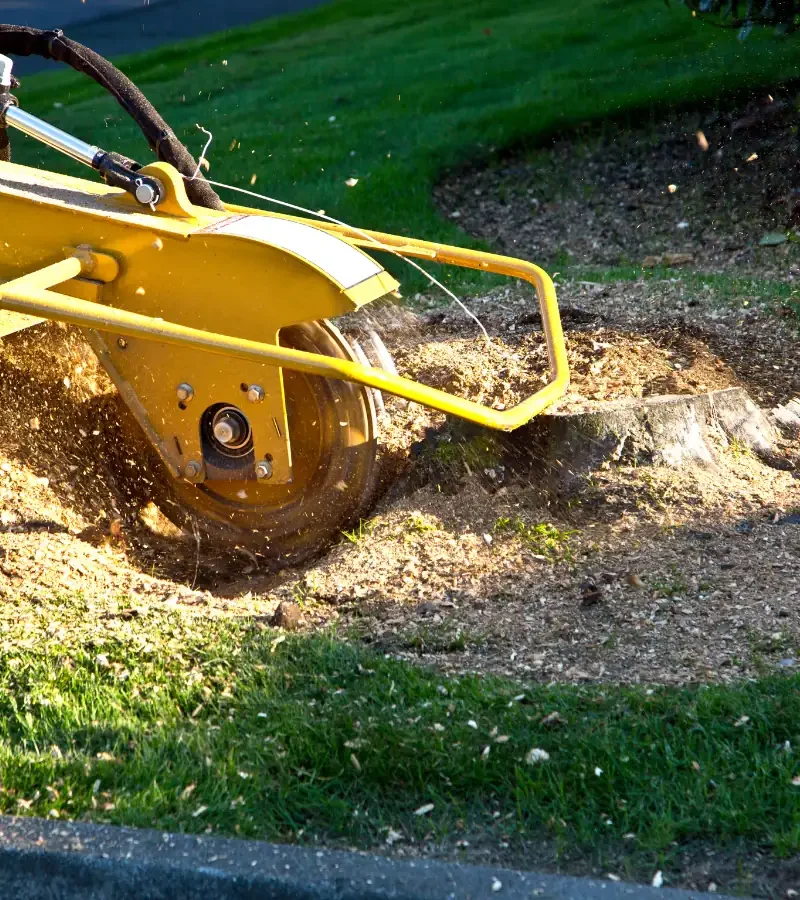 Stump_Grinding_compressed A yellow stump grinder grinds down a tree stump, sending wood chips and debris onto the surrounding grass.