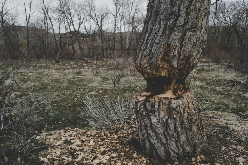 A tree trunk in a forest has been gnawed at the base, likely by a beaver, with wood chips scattered on the ground around it. Leafless trees and dry grass are in the background.