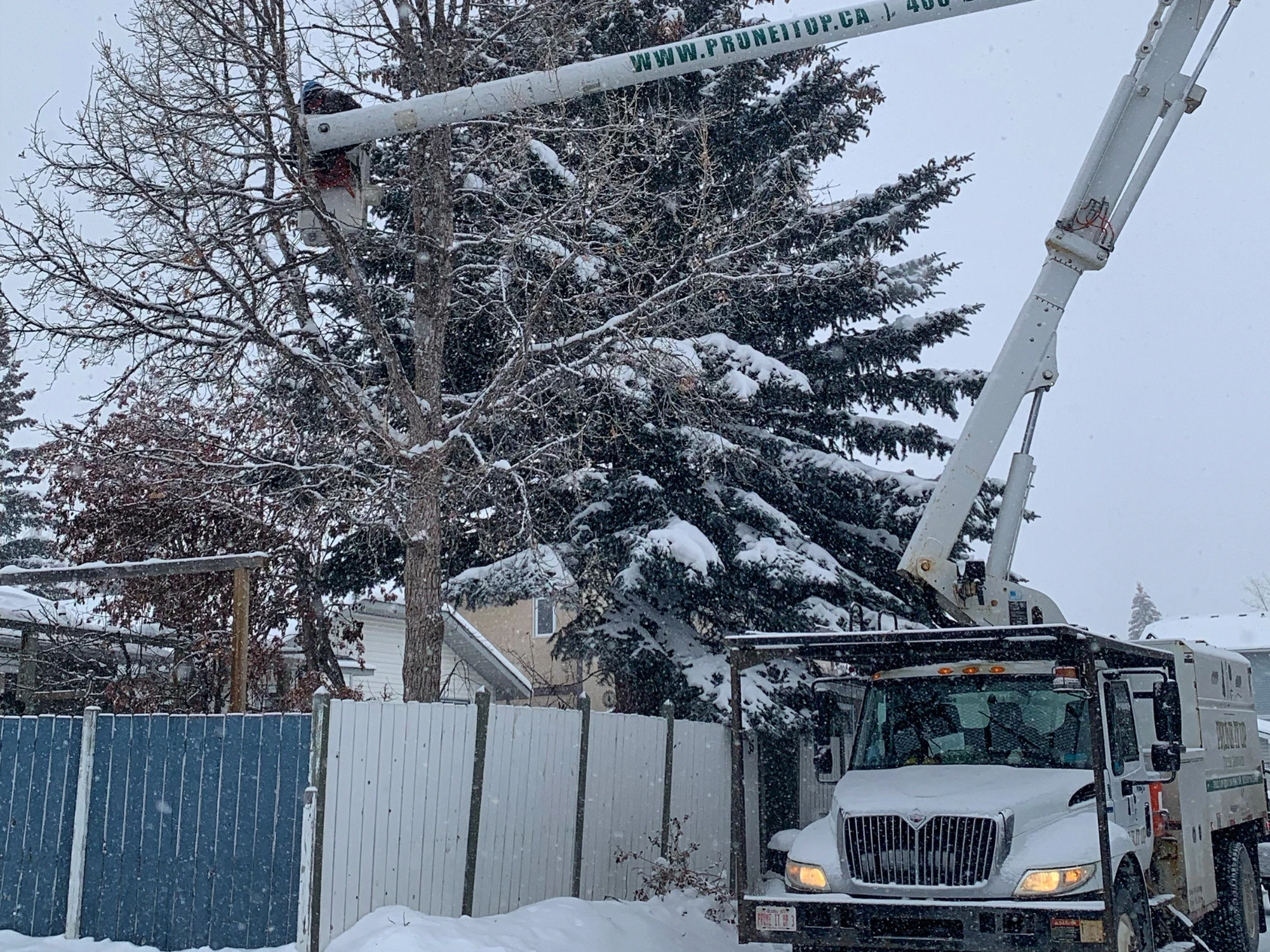 A worker in a bucket lift trims branches from a snow-covered tree next to a blue and white fence during winter.