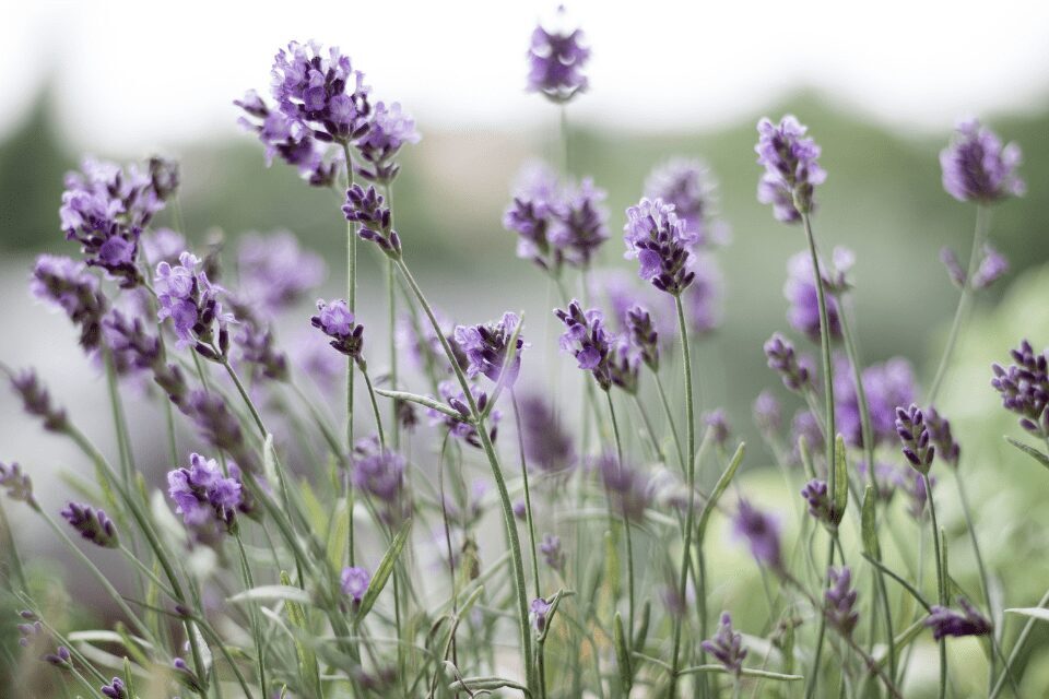 lavender Lavender flowers with purple blooms and green stems growing outdoors, softly lit with a blurred background of greenery.