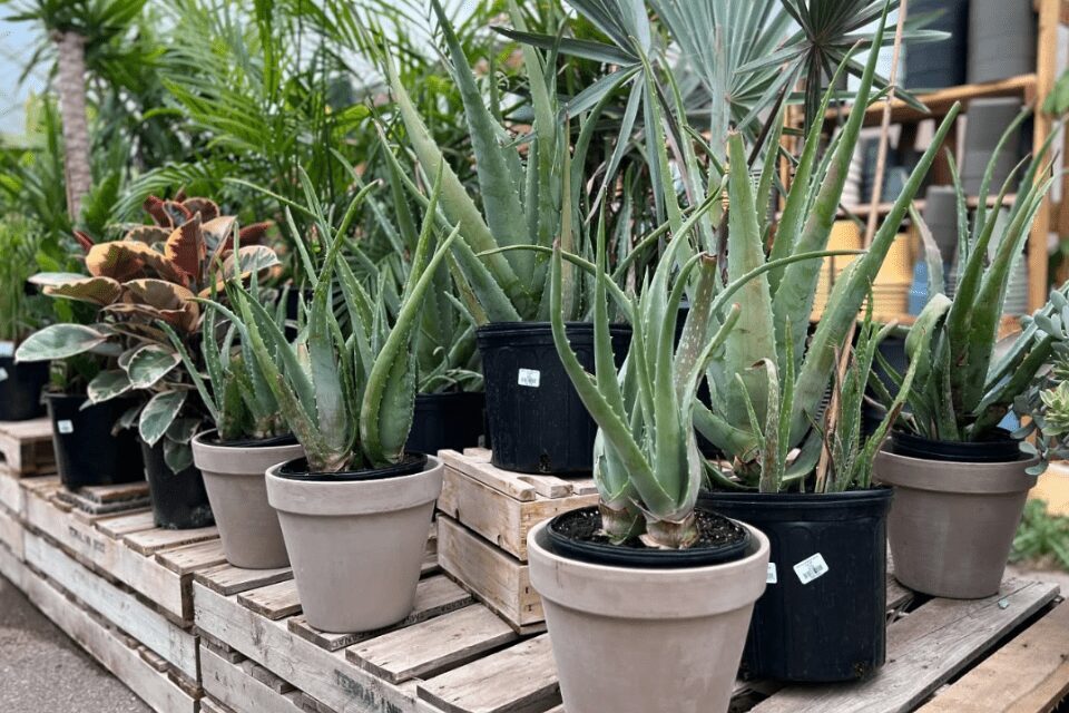 succulents Potted succulent and leafy plants arranged on stacked wooden pallets outdoors at a garden center or nursery.