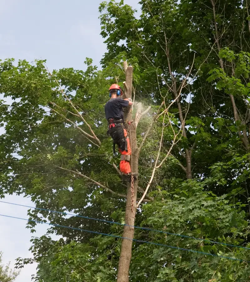 Tree_Removal_compressed A worker wearing safety gear uses a chainsaw to cut branches while secured high up in a tree surrounded by green leaves.
