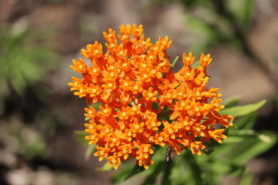 milkweed Close-up of a cluster of bright orange flowers with green leaves, and a small insect visible near the bottom, against a blurred natural background.
