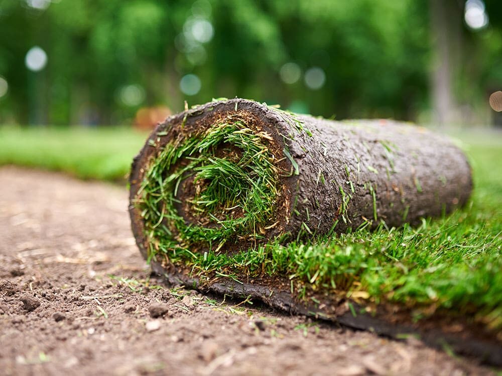 A roll of sod grass lies on bare soil in a park, ready to be laid down, with green trees blurred in the background.